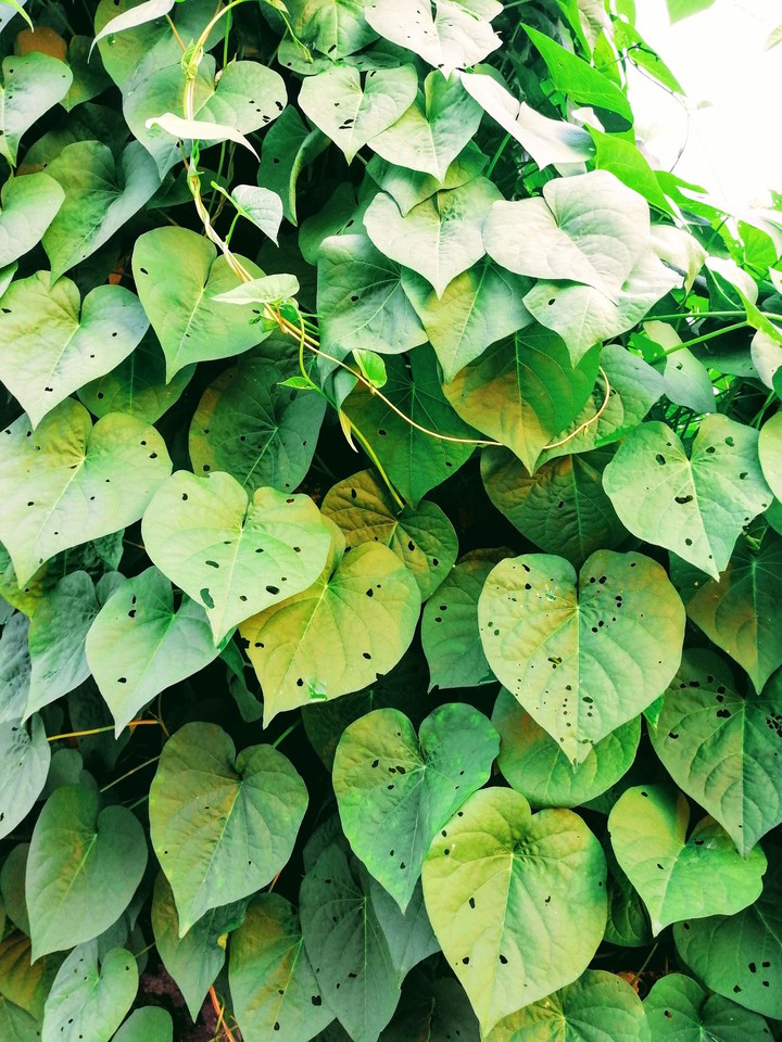 leaves