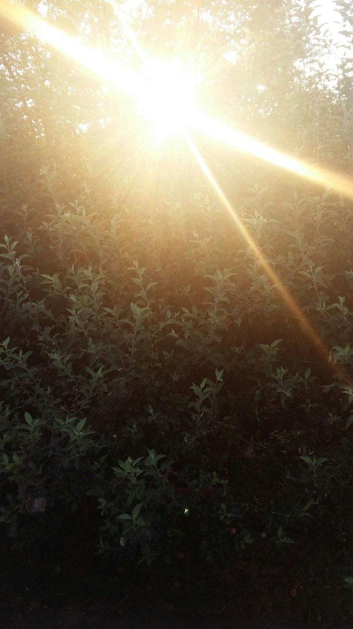 sunrise over the forest