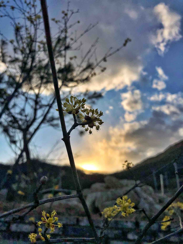 산수유