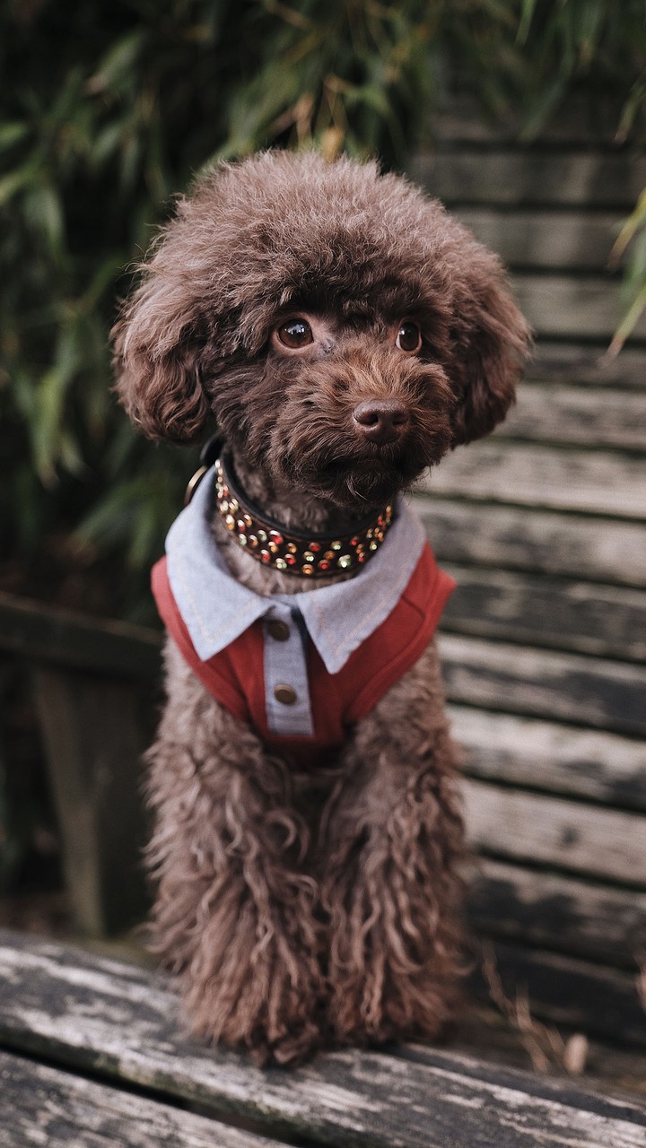 poodle