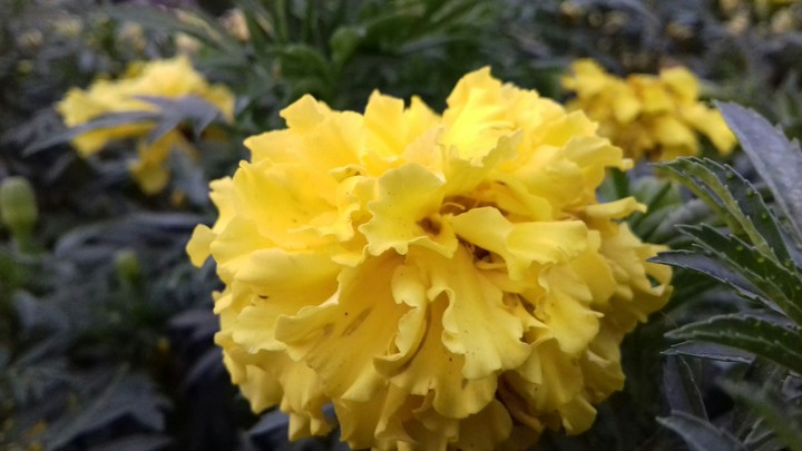 flower