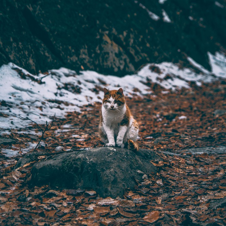 Кот в крымском лесу