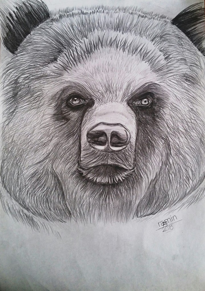 bear