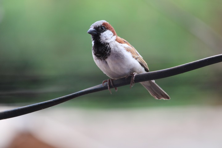 sparrow