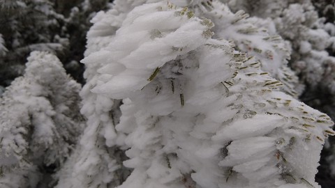 Frozen