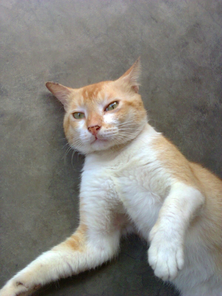 cat