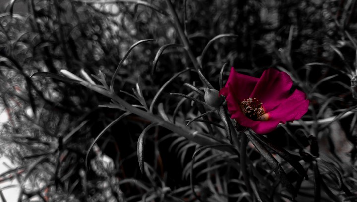 pink tiny flower