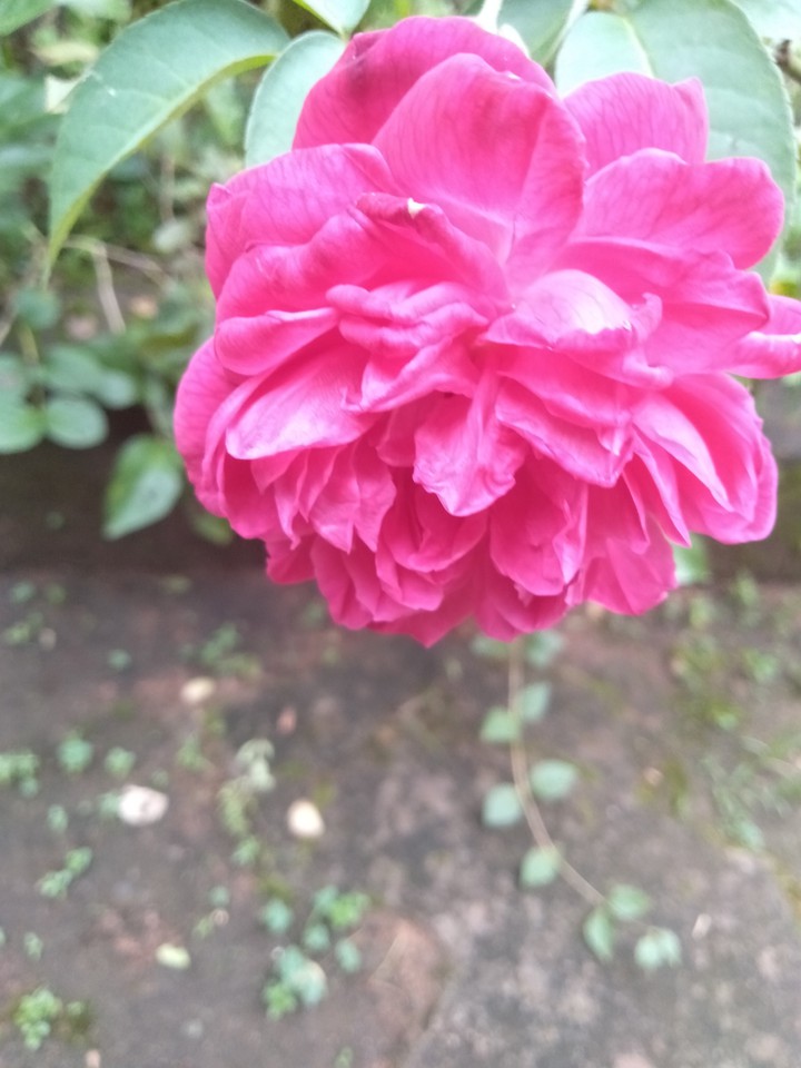 rose rose rose