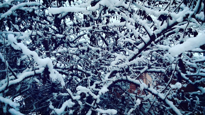 Just My Backyard