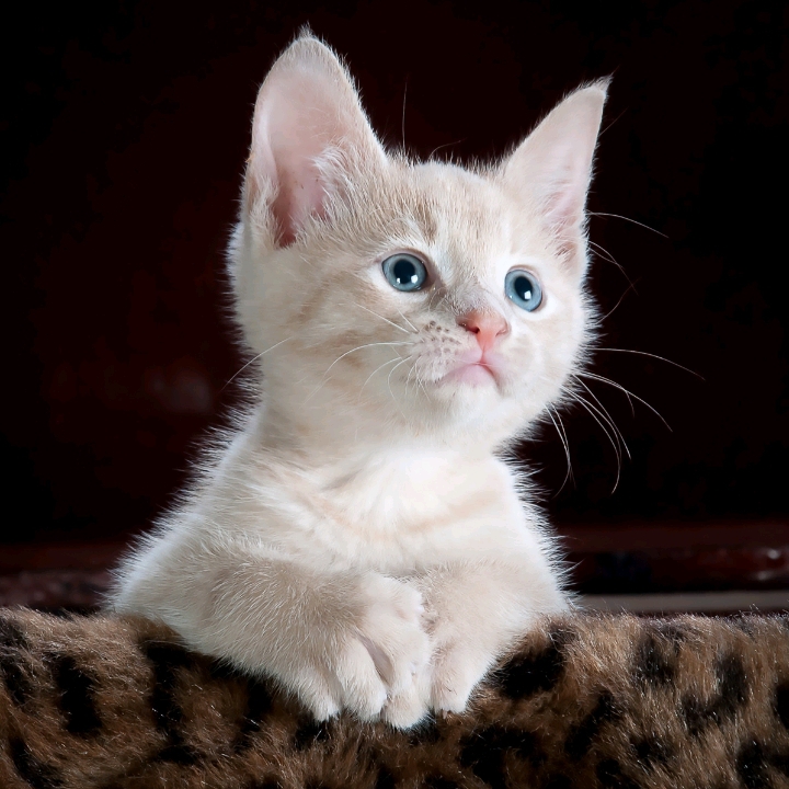 catty