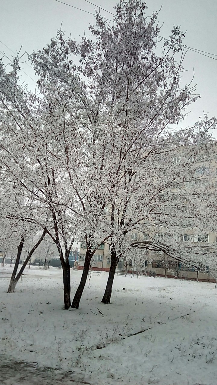 снежные деревья