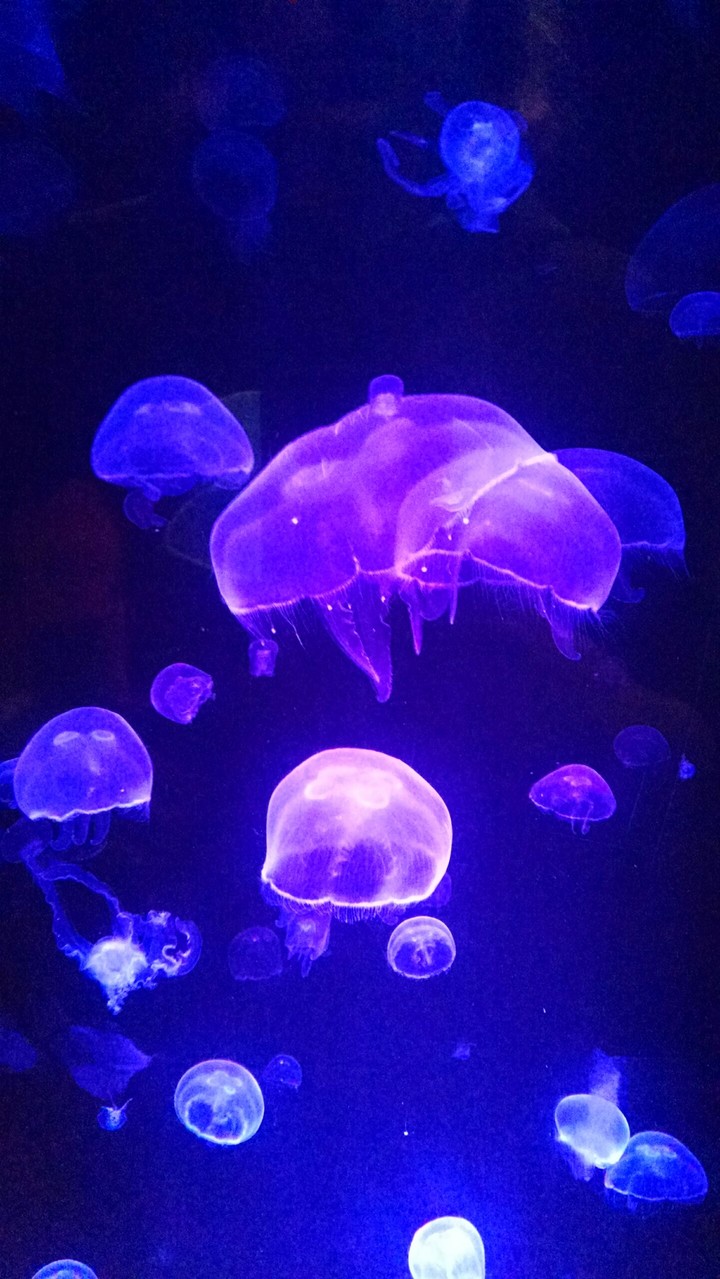 Jellyfish