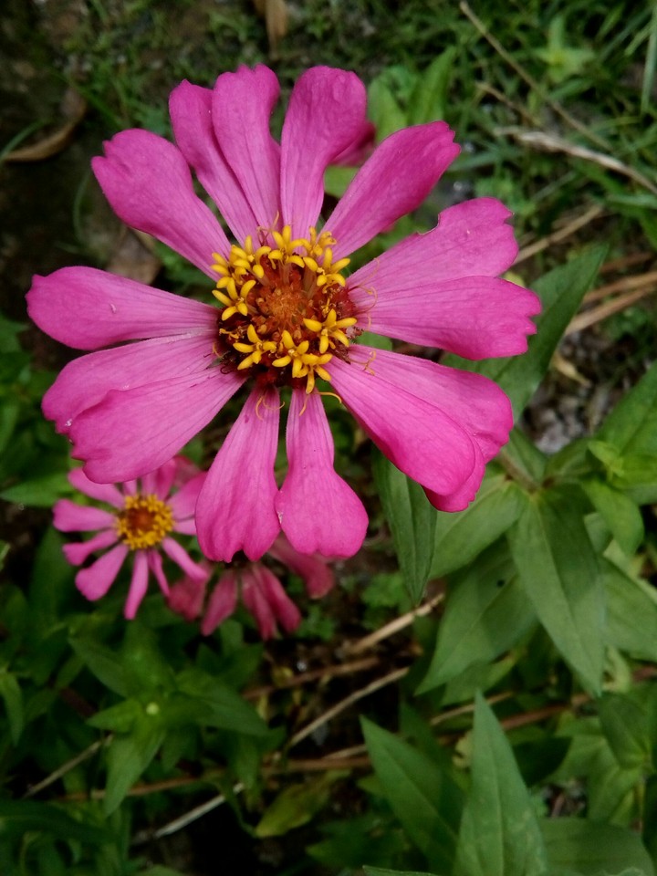 pink flowers