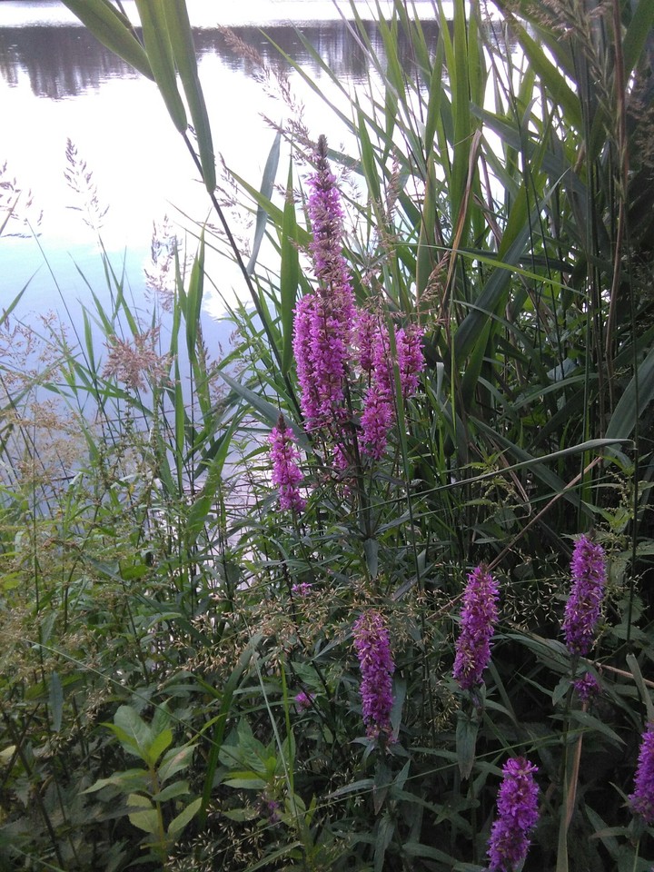 Lake and flowers