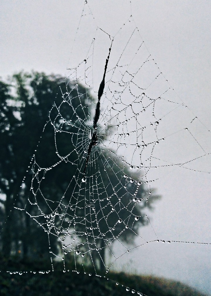 SpiderWeb