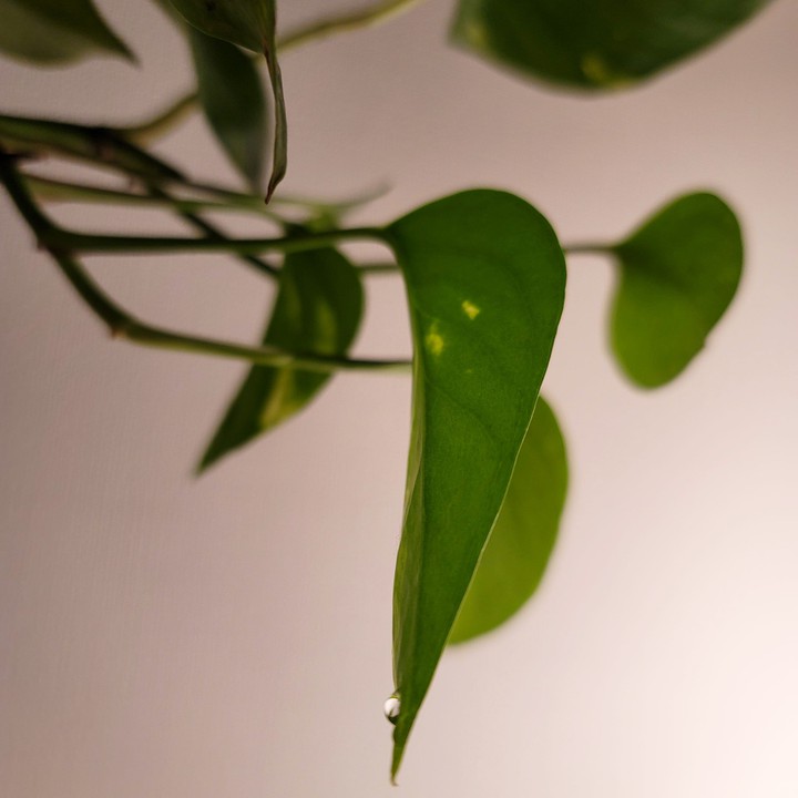 Green drops
