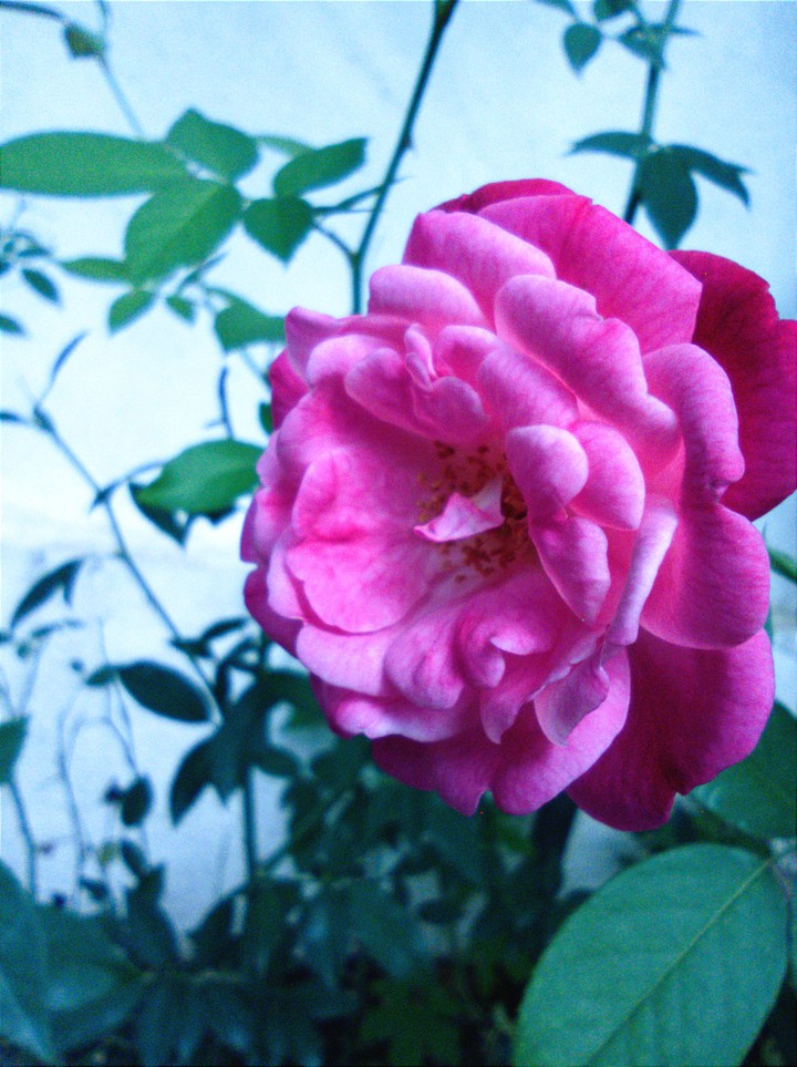 Rose