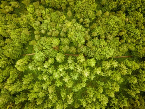 rainforest, green háttérképek