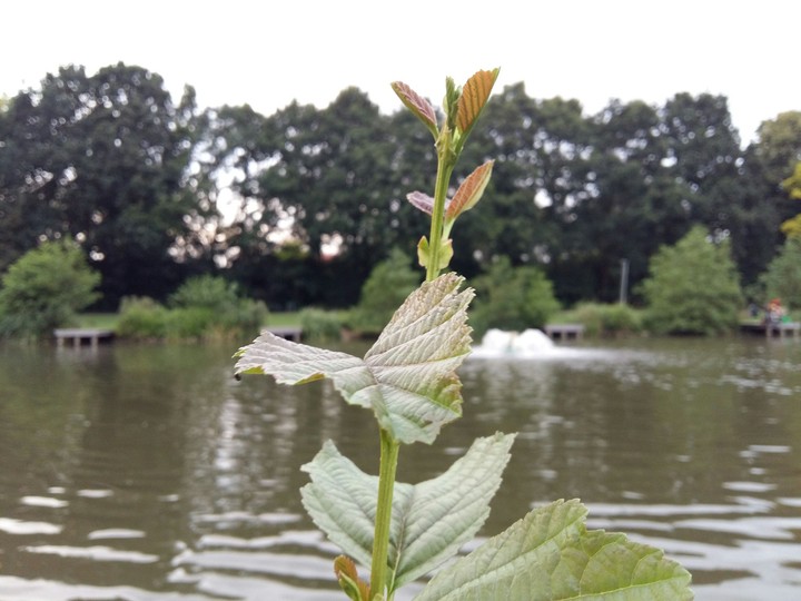 plant