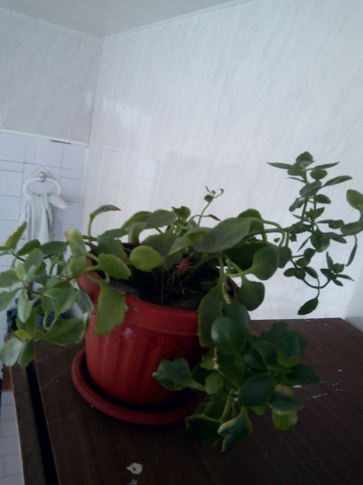 plant