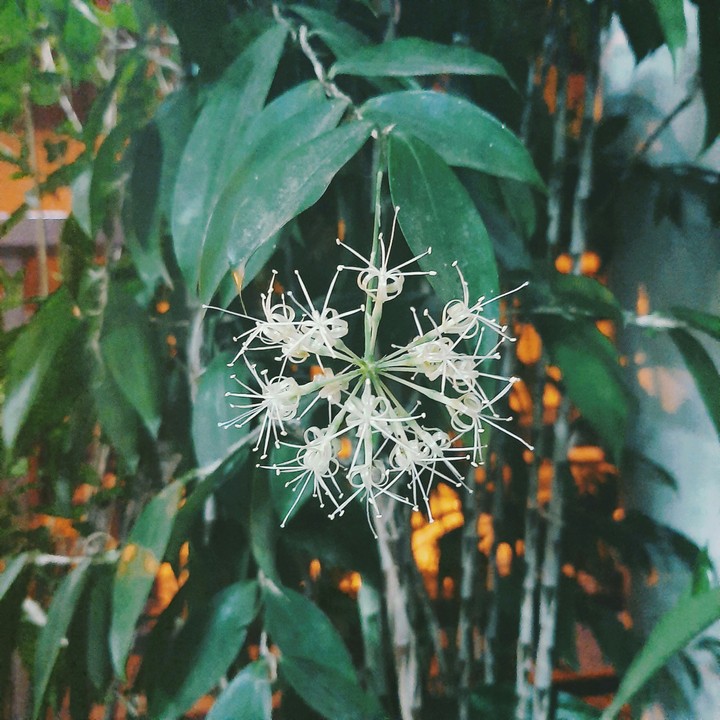 Little flower