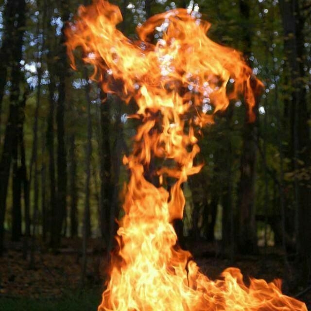 phonex raising from the ashes