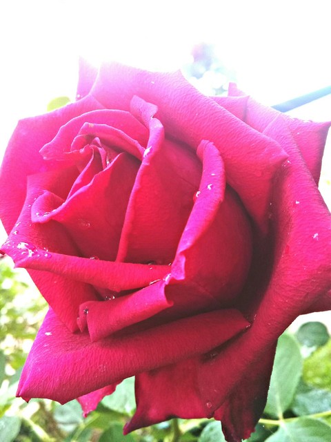 fonds d'écran rose, petal