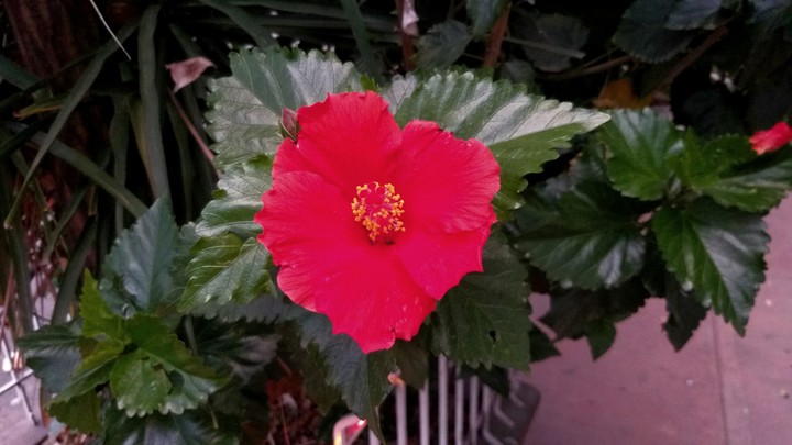 Red Dream