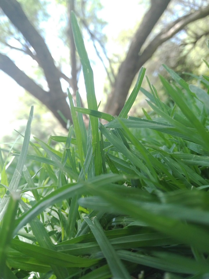 earth from ants perspective