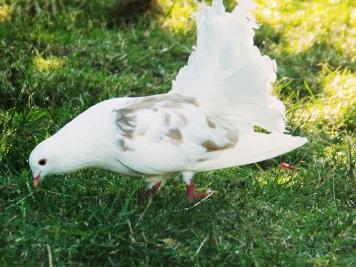 Dove