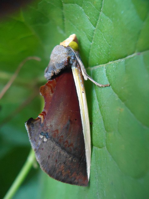 unico