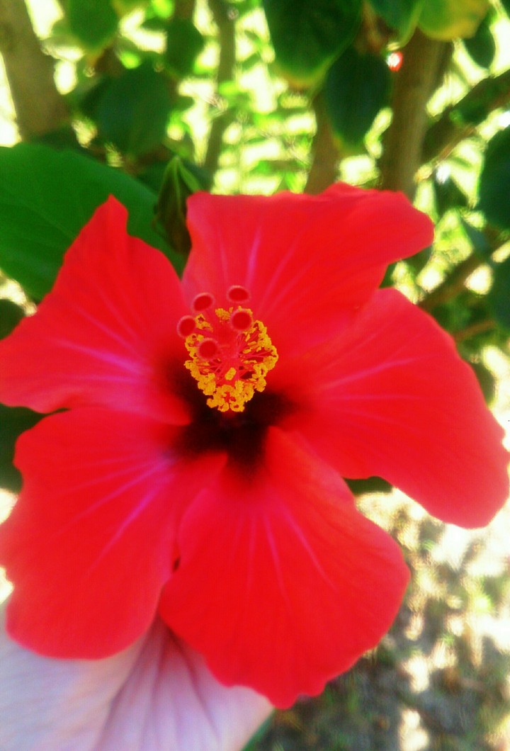 flower