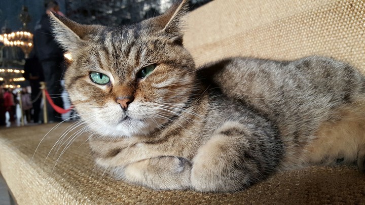 Ayasofya’s Cat Gli