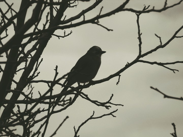 Bird
