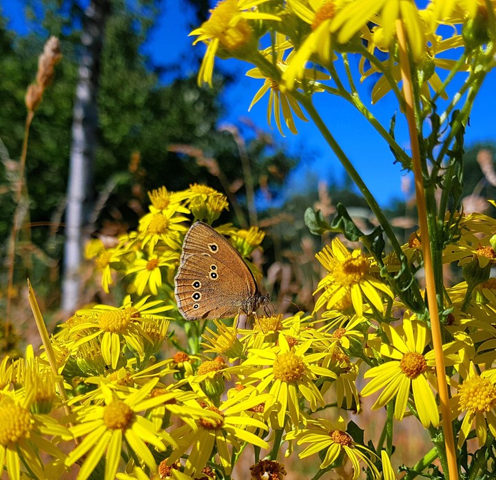 nature