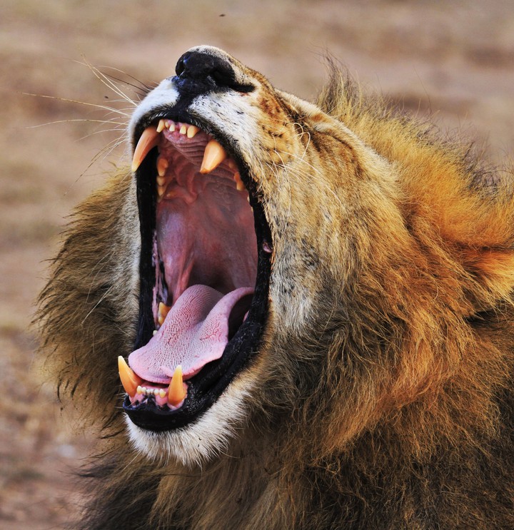 lion roar