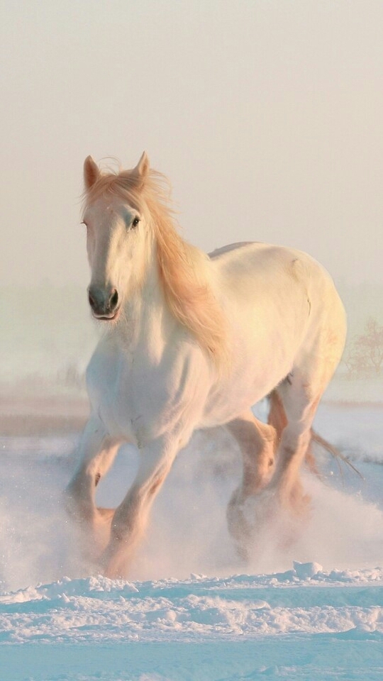 Pferd
