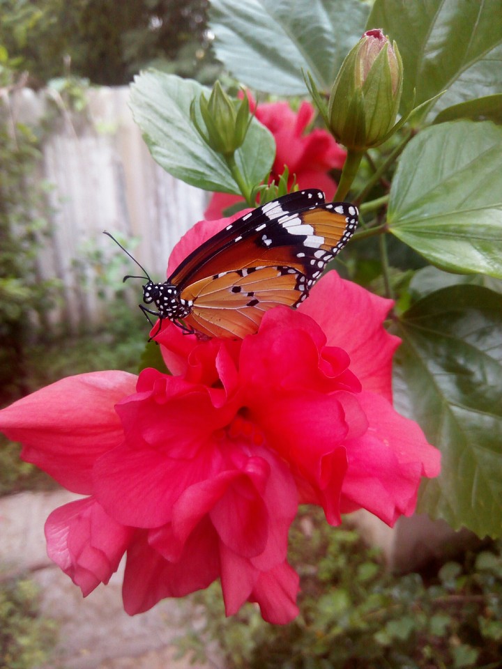 butter fly