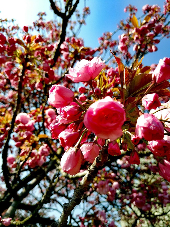 spring