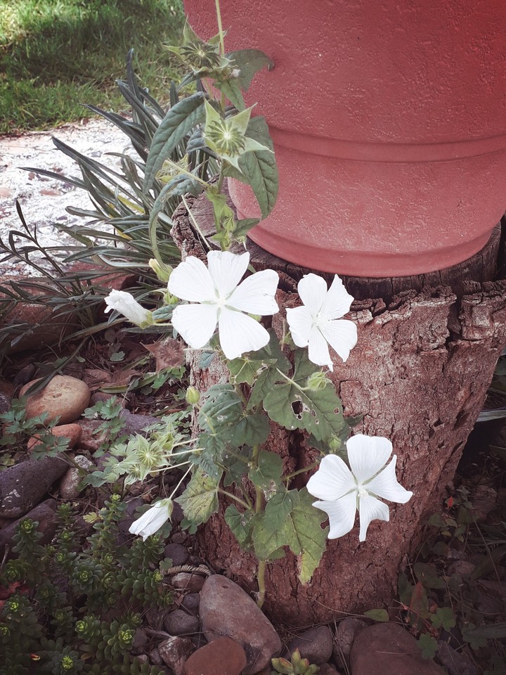 Una flor