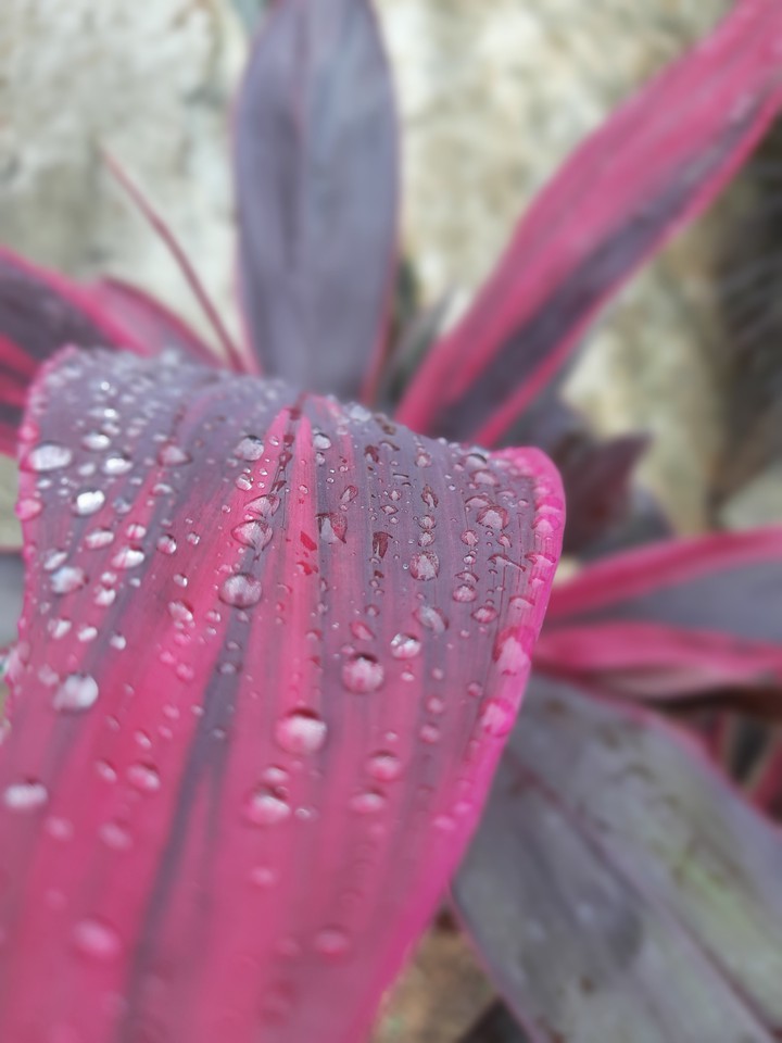 Rain drops on a leaf