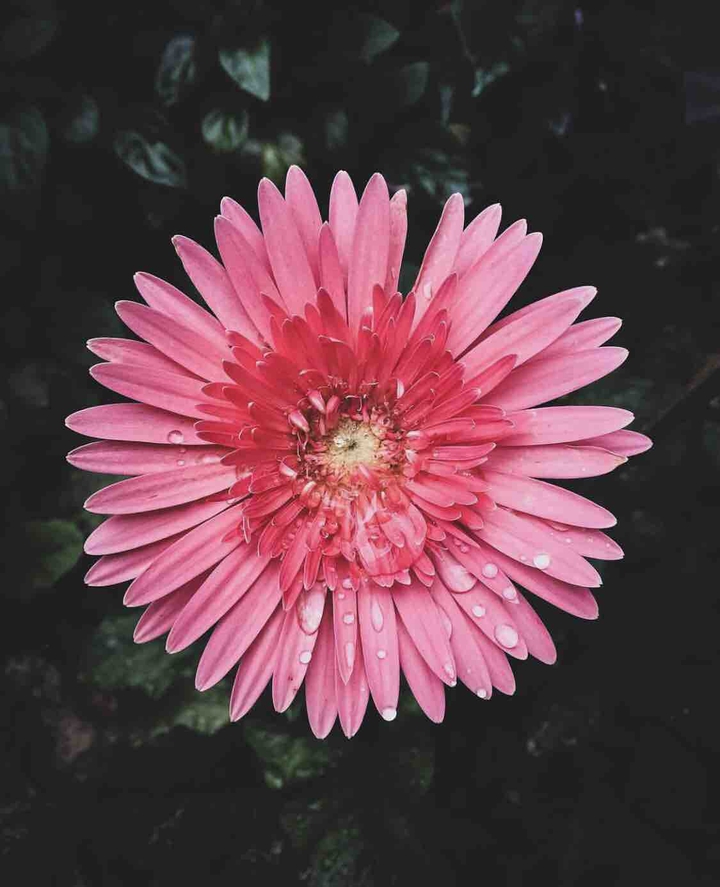 PINKFlower