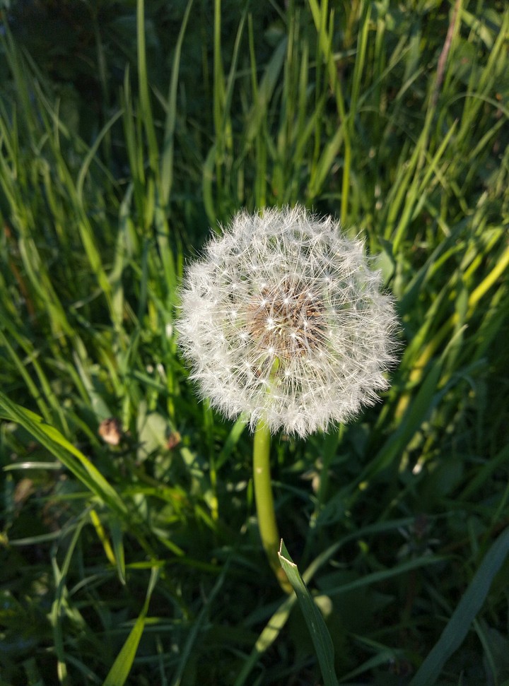 Dandelion