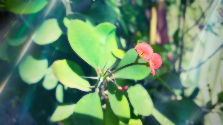 iran flower