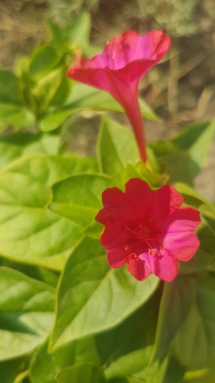 Gece Sefası flower