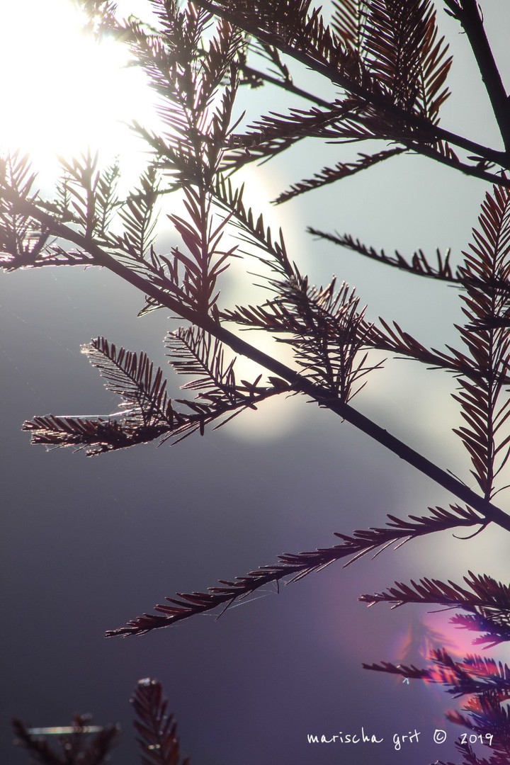 Sunny nature