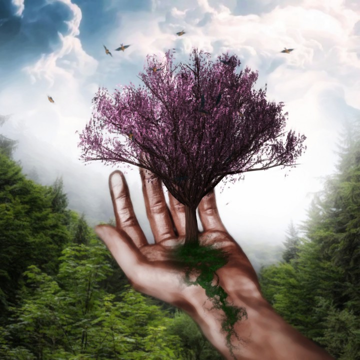 tree