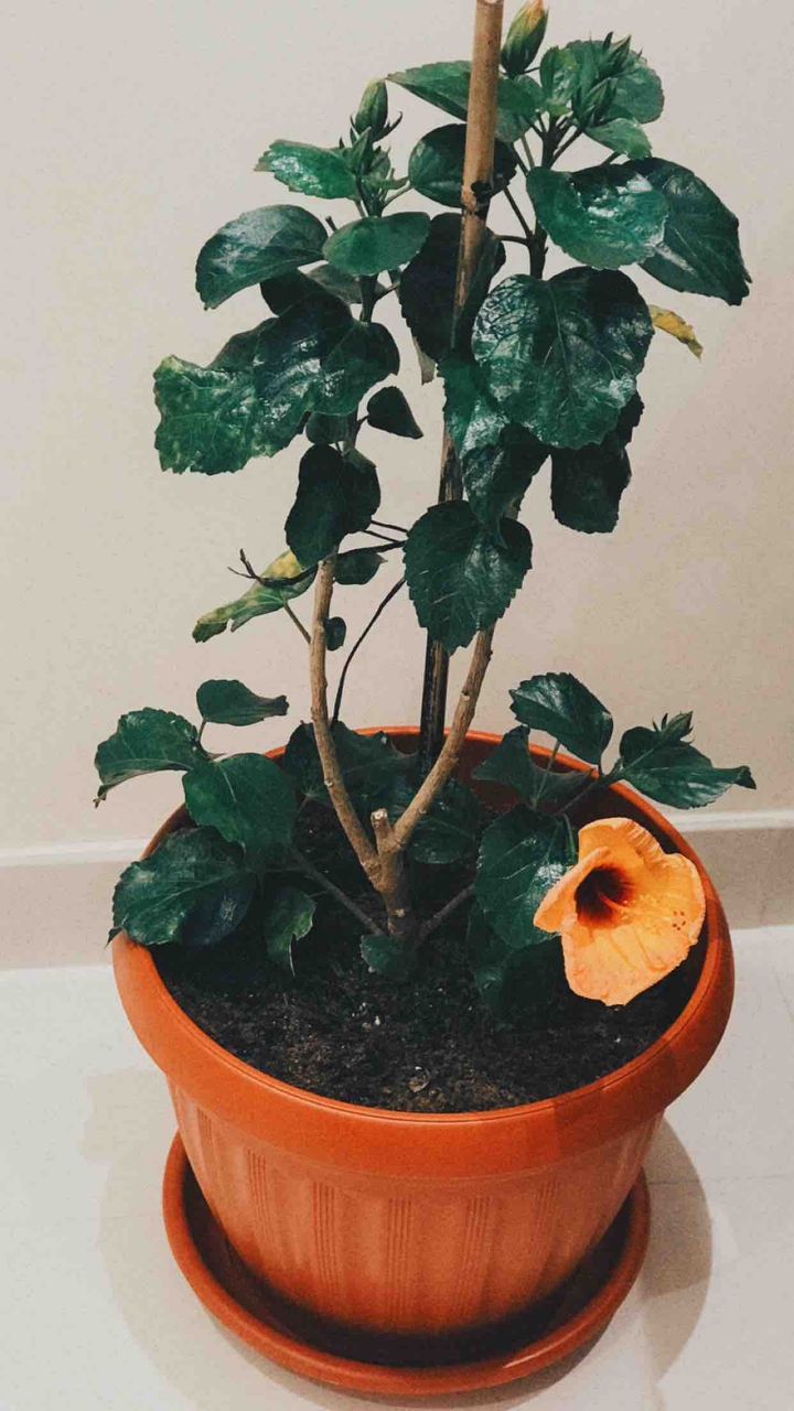 plant ?