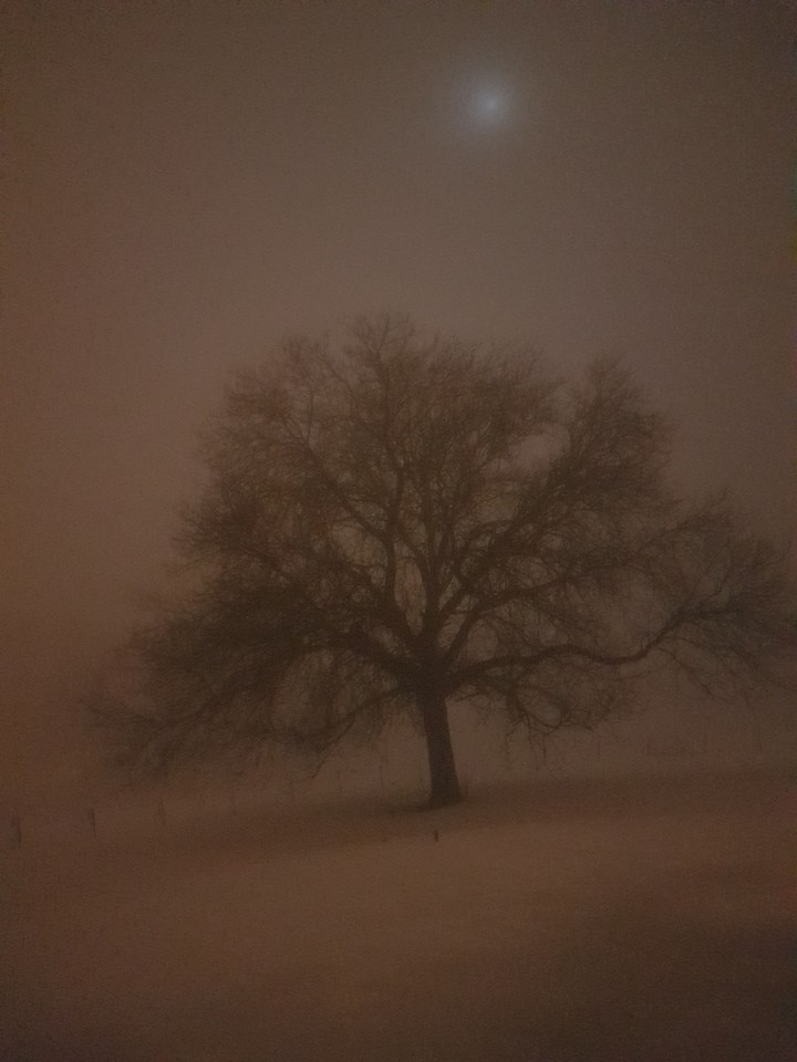 Noyer by night