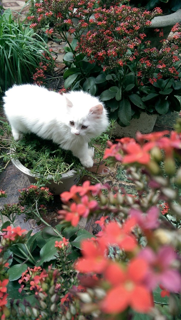 My  cat